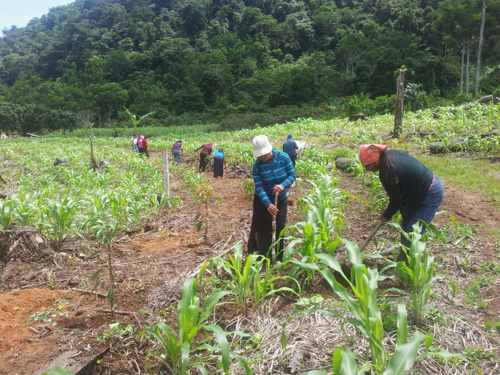 Mujeres-en-la-milpa.jpg