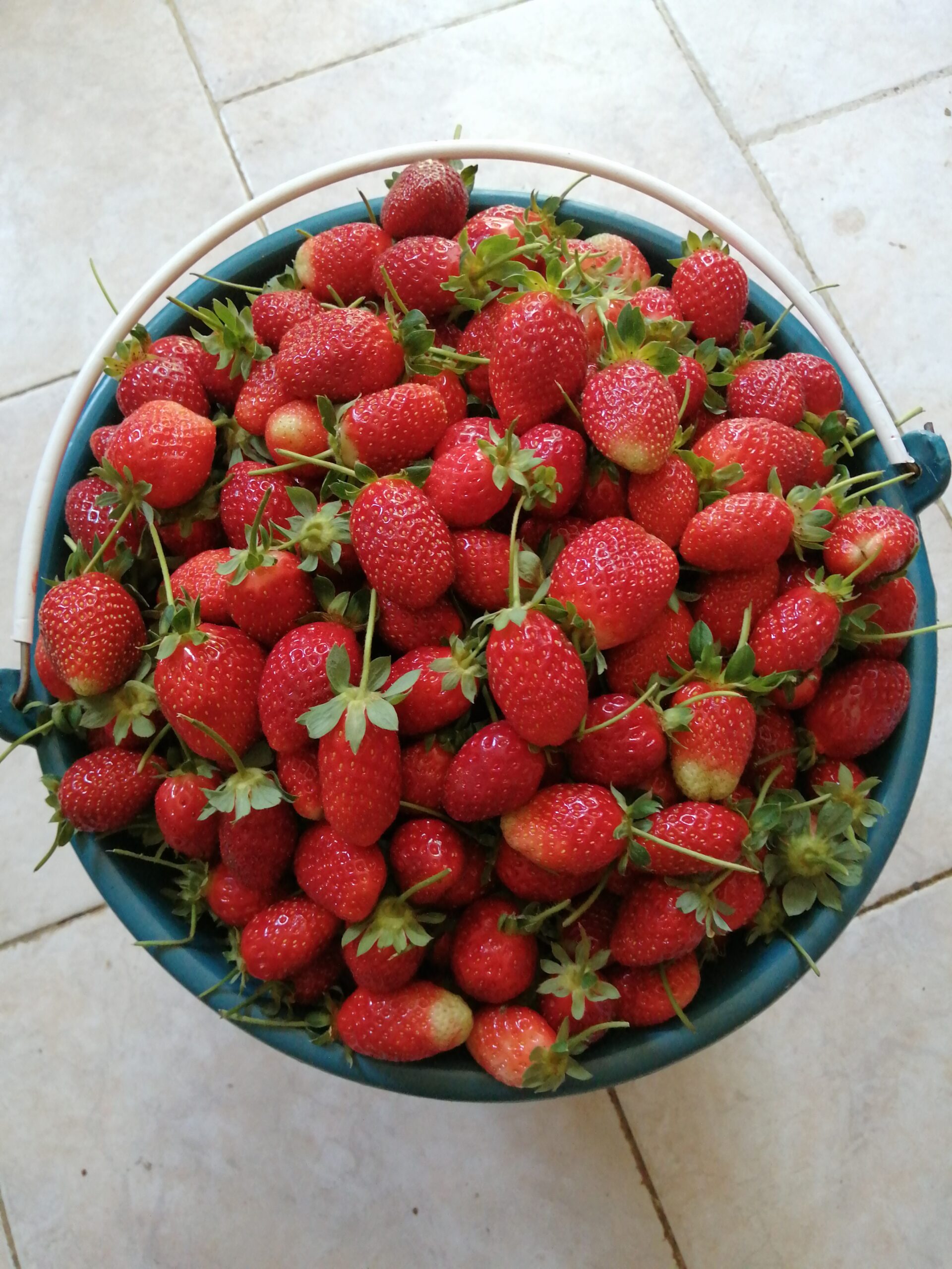 Fresas